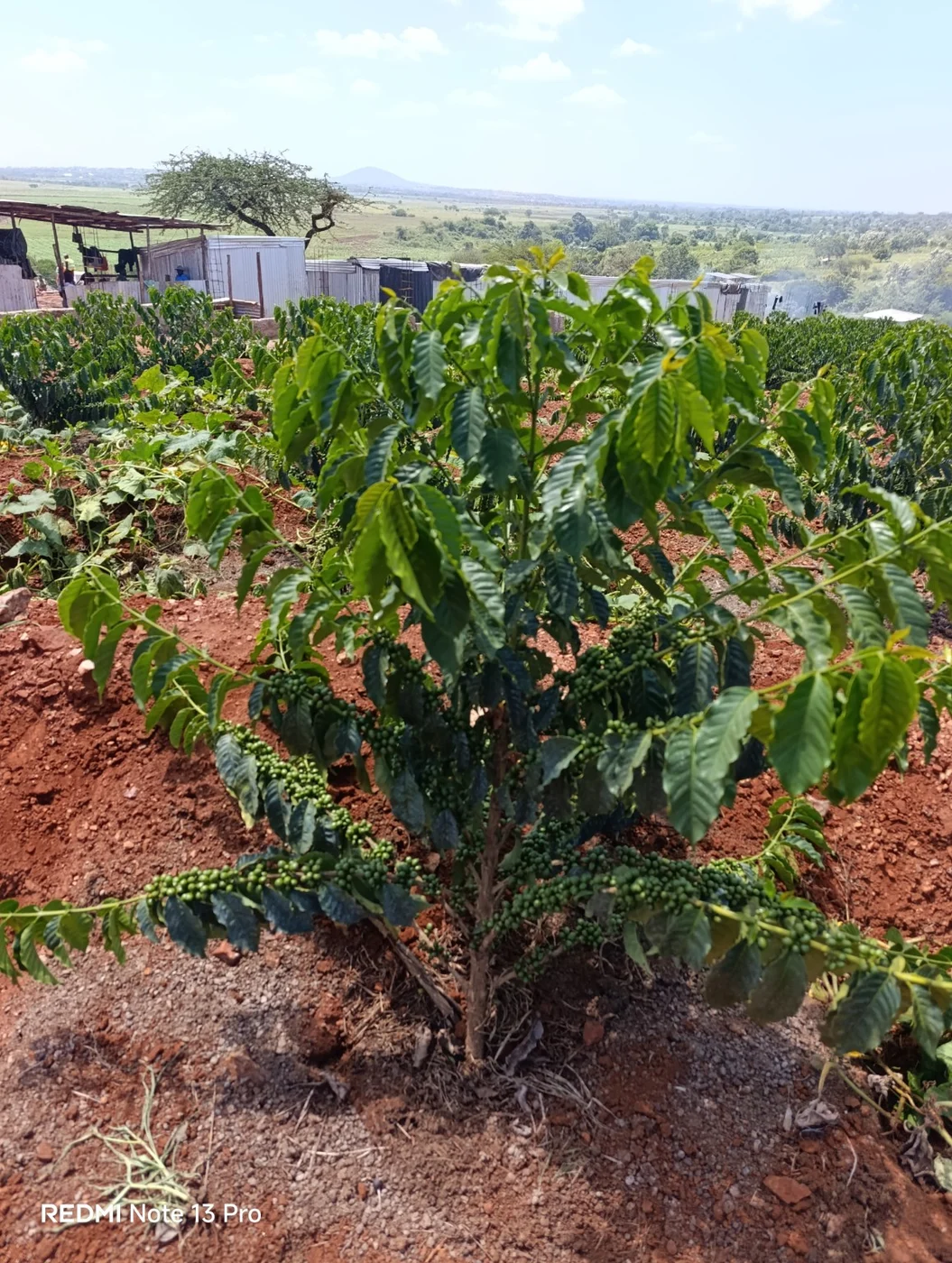 Coffee drying at Kinondo Farm